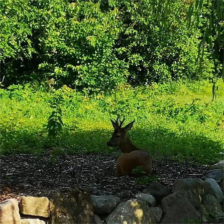 Naturteich-haus Dom wakacyjny *